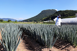 玖珠町