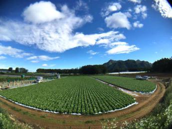 八ヶ岳の麓のレタス農家で4名の大募集 【高原野菜】力をあわせて頑張りましょう♪