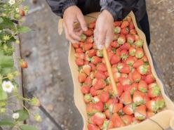 紀の川アグリカレッジ　～和歌山県でイチゴ農家を目指す農業研修生募集～