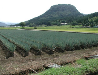 玖珠町のシンボル「伐株山」と白ネギ栽培