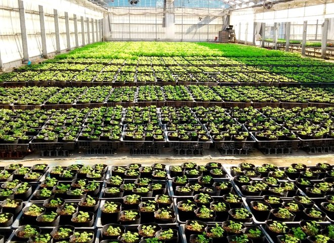 有限会社鈴木農園のハウスで育てられている野菜苗・花苗