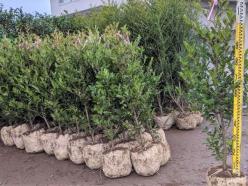 有限会社緑華園