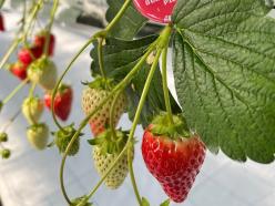 株式会社淡路の島菜園