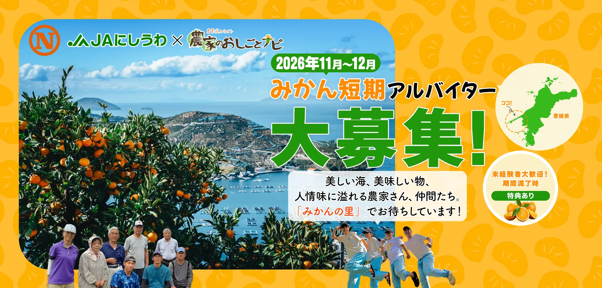 2026年11月~12月 みかん短期アルバイター大募集! 未経験者大歓迎!期間満了時特典あり JAにしうわ×農家のおしごとナビ