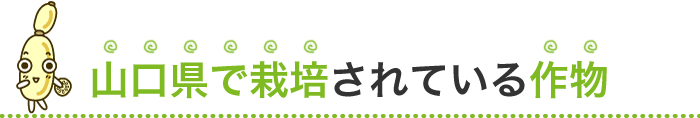 山口県で栽培されている作物